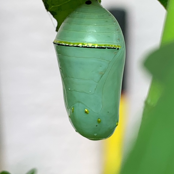 Meet your Posher, Melody - Picture 7 of 10